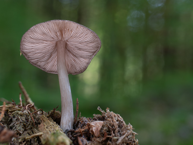 Pluteus atromarginatus